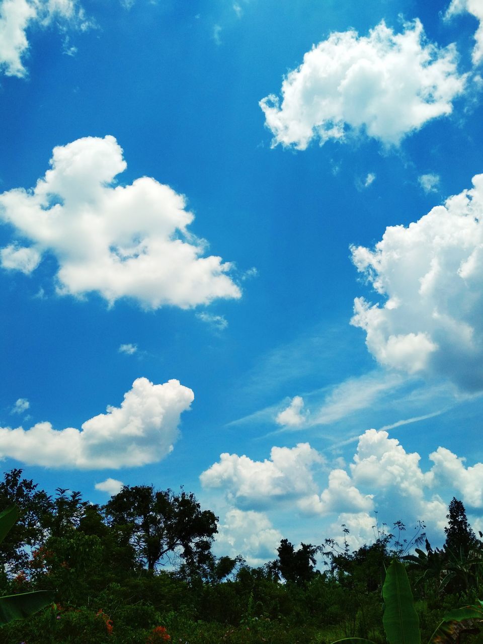 LOW ANGLE VIEW OF TREES ON LAND AGAINST SKY