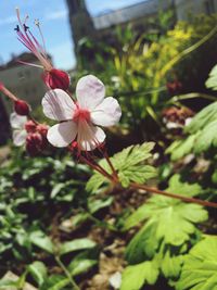 Close-up of flowers blooming outdoors