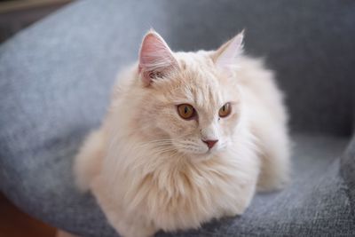 Close-up of cat resting