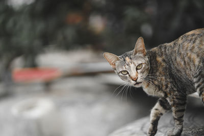 Close-up of a cat looking away