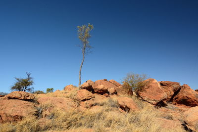 Low angle view of trees against clear blue sky