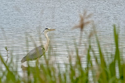 Duck in a lake