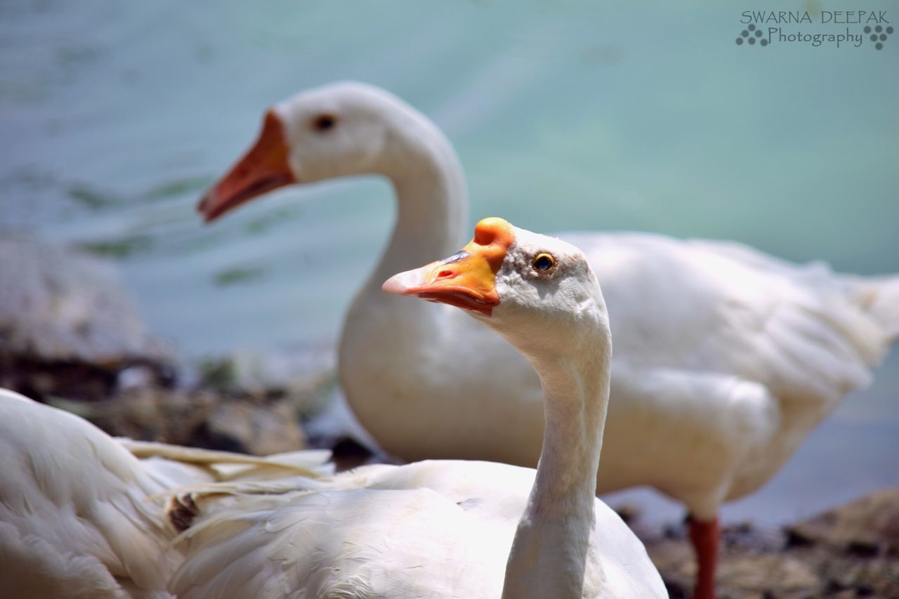 bird, animal themes, animals in the wild, wildlife, beak, white color, swan, focus on foreground, close-up, one animal, seagull, nature, water, lake, zoology, side view, white, outdoors, day