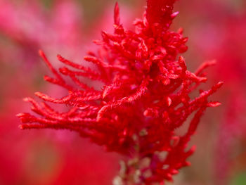 Close-up of red flowering plant