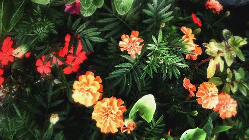 Close-up of red flowers