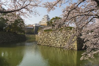 View of cherry blossom by river