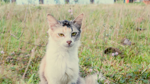 Portrait of a cat on field