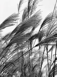 Low angle view of wheat plants against sky