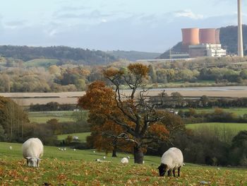 Sheep grazing in a field