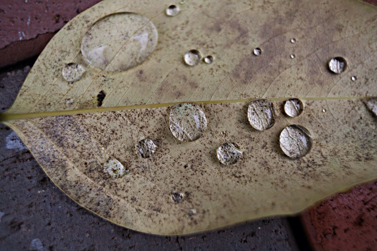 close-up, metal, rusty, old, high angle view, damaged, abandoned, weathered, deterioration, metallic, textured, run-down, obsolete, wet, no people, outdoors, day, dirty, bad condition, full frame