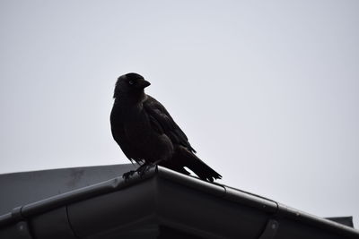 Low angle view of bird perching on roof against sky