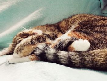 Close-up of a cat sleeping