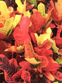 High angle view of red flowering plant