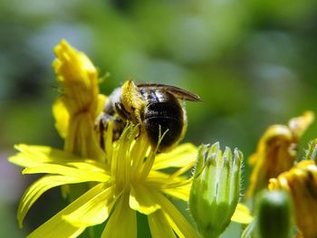 Close-up of bee on yellow flower