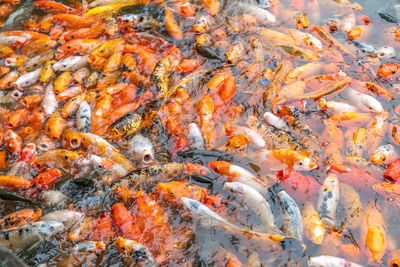 Koi fish churning in the water