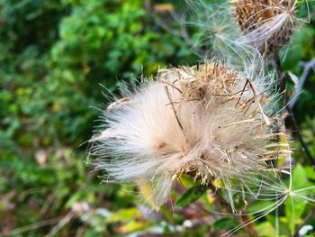 Close-up of dandelion