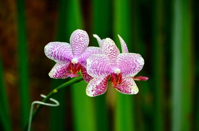 Close-up of pink orchid flower