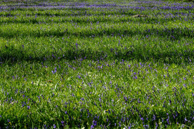 Purple flowers blooming on grassy field