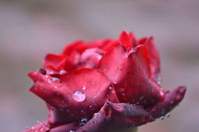 Close-up of red rose