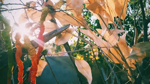 Autumn leaves on tree