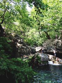 Scenic view of waterfall in forest