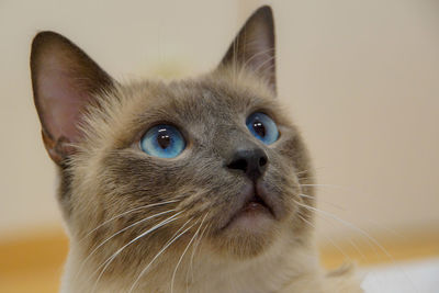 Close-up of siamese cat looking up
