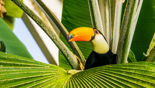 Close-up of bird perching on leaf