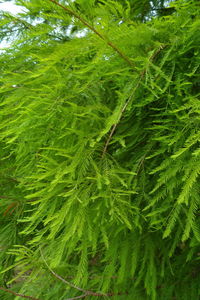 Full frame shot of pine tree