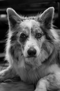 Close-up portrait of dog relaxing at home