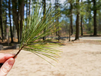 Close-up of hand holding pine needle in forest