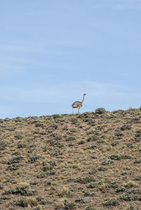 Ostrich on a field