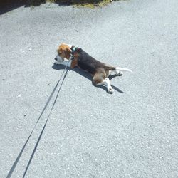 High angle view of dog on road