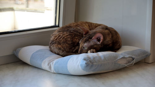View of a dog resting at home