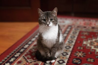 Portrait of cat sitting on carpet