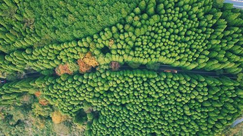 Full frame shot of berries growing on plant