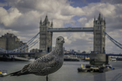 Seagull perching against suspension bridge over river