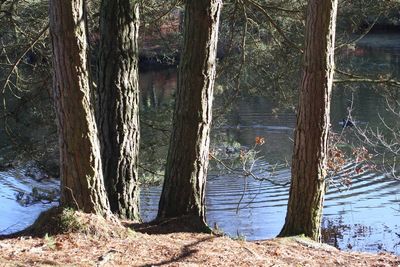 Scenic view of lake in forest