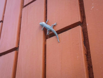 Low angle view of lizard on built structure