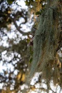 Close-up of insect on tree trunk