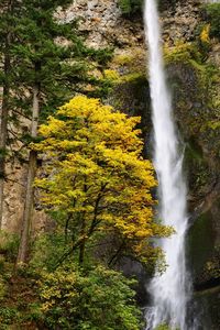 Scenic view of waterfall in forest