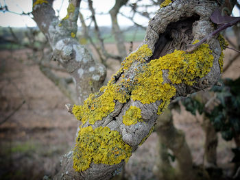 Close-up of lichen on tree trunk