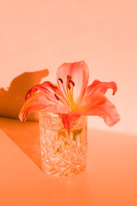 Close-up of orange flower against white background