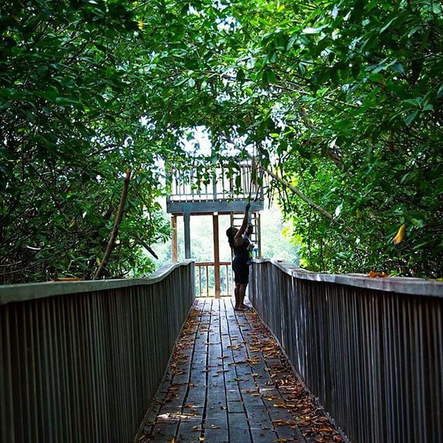 tree, the way forward, railing, growth, plant, walkway, footpath, steps, built structure, branch, nature, empty, bench, day, park - man made space, pathway, diminishing perspective, leaf, footbridge, outdoors