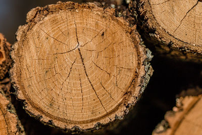 Drying cut wood shows its age