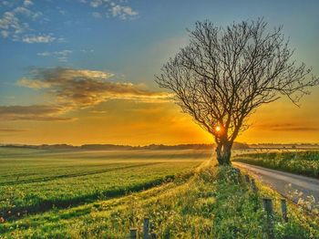 Bare tree on field against sky during sunset