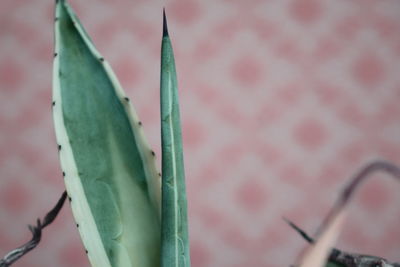 Close-up of succulent plant