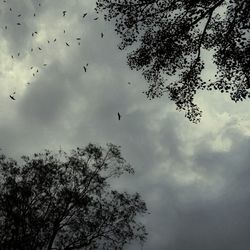 Low angle view of silhouette birds flying against sky