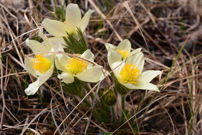 Close-up of yellow crocus blooming on field