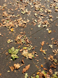 Close-up of fallen maple leaves