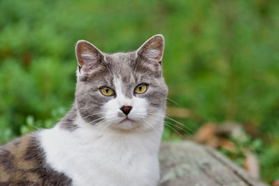 Norwegian cat looking into the camera.